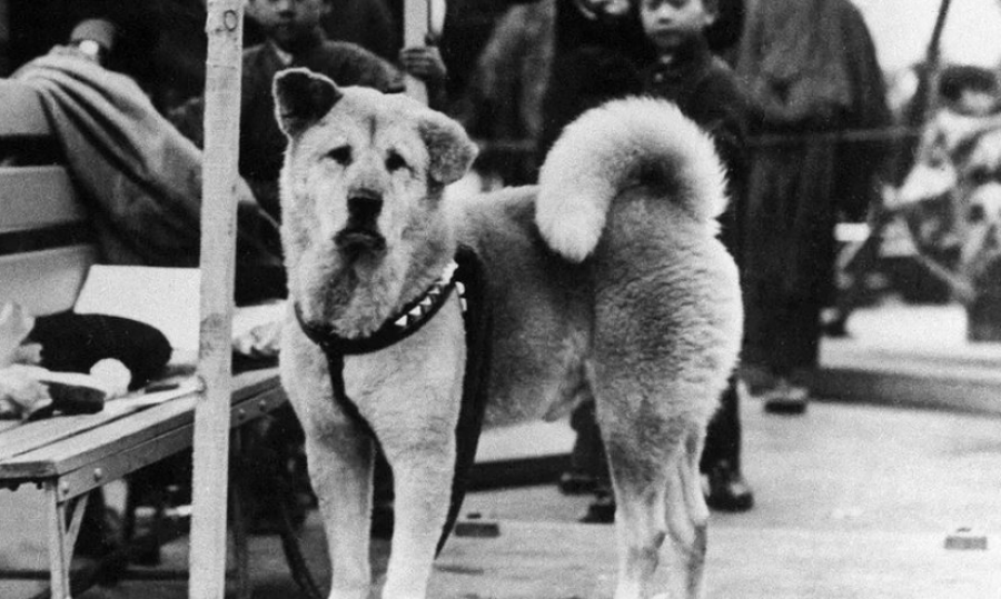 100-vjetori i lindjes së qenit besnik Hachiko, i adhuruar edhe pas 1 shekulli