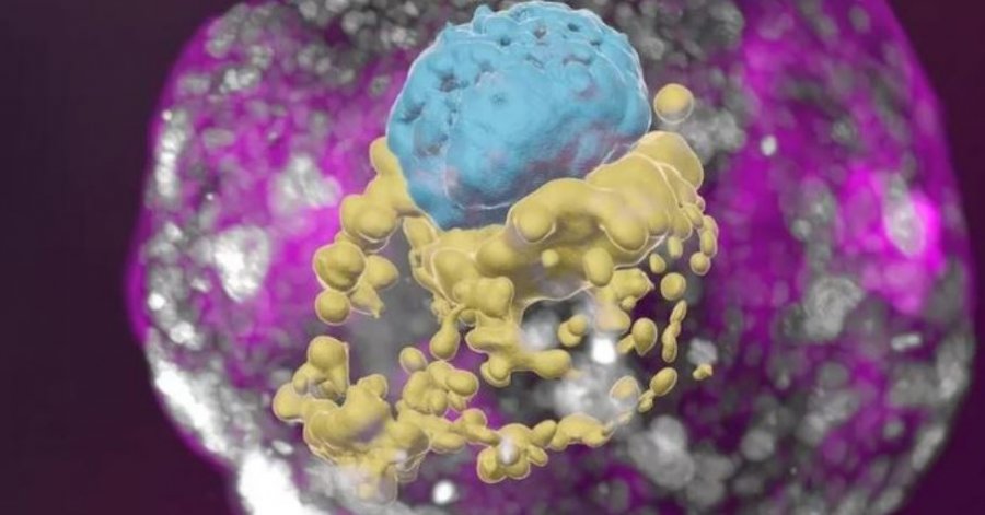 Shkencëtarët izraelitë krijojnë një embrion njerëzor, pa spermë dhe vezë