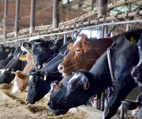 Policia e kap një qytetar të Vitisë duke i kontrabanduar 22 lopë nga Maqedonia