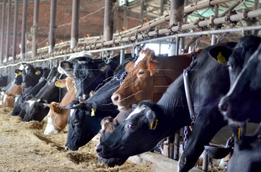 Blegtoria shqiptare po shuhet: Vetëm vitin e fundit, numri i gjedhëve është pakësuar me 35 mijë