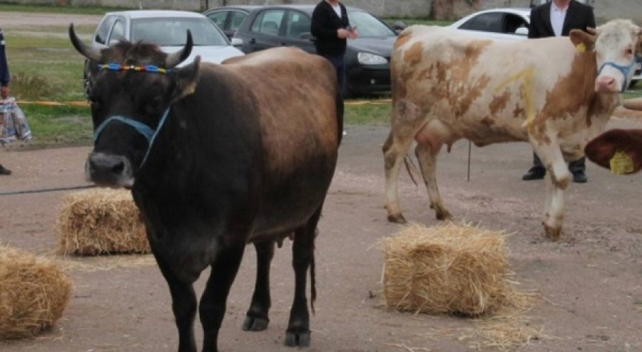 AUV-i shfuqizon ndalesën e importit të kafshëve të gjalla nga Hungaria, me përjashtim të dy zonave