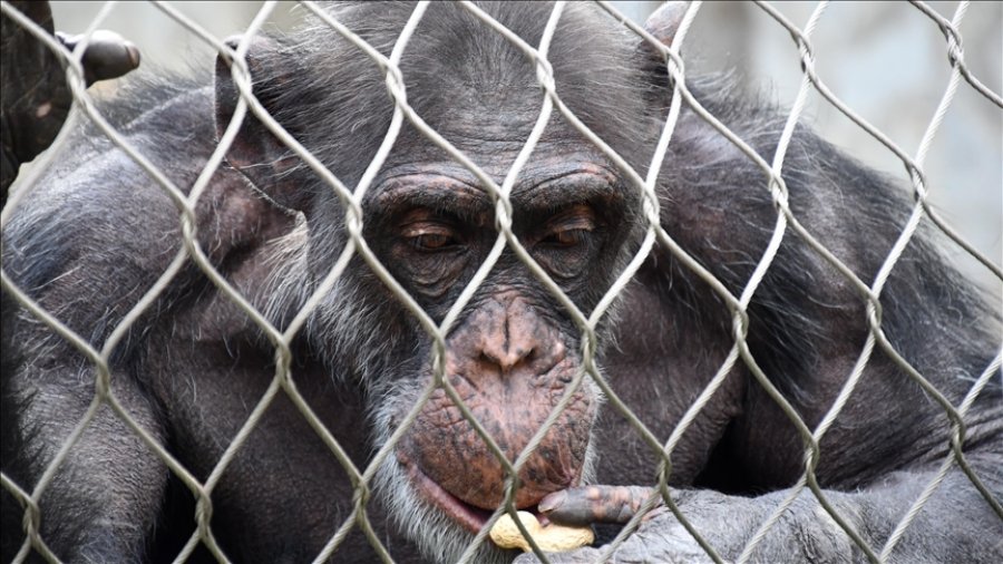 Shimpanzeja më e vjetër në botë, në Kopshtin zoologjik të Shkupit