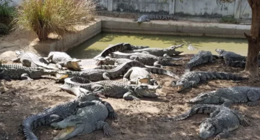 Stuhia u dëmtoi kafazin, 37-vjeçari detyrohet të vrasë mbi 100 krokodilë