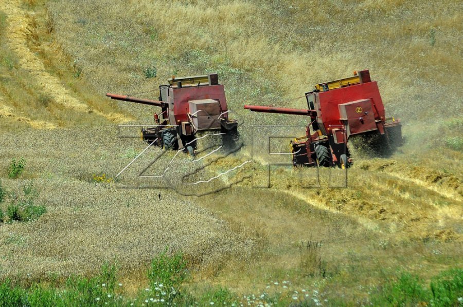 Fermerët të pakënaqur me çmimin e grurit, thirrje për protestë para Ministrisë së Bujqësisë
