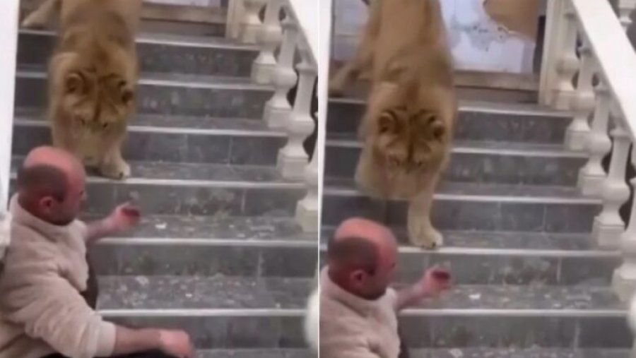 Luani kafshoi në qafë një burrë në Fier, policia reagon pasi videoja u bë virale në Tiktok