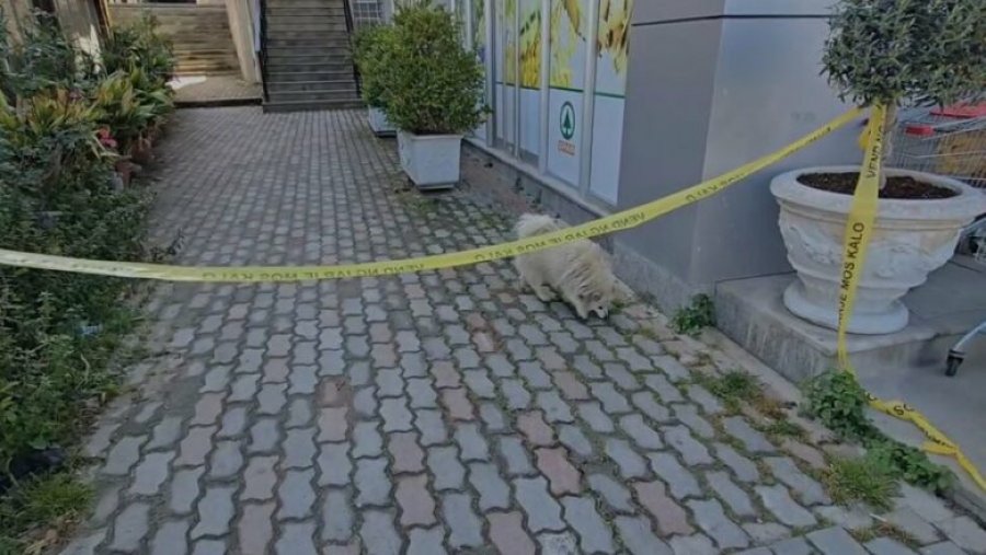 Pamje e trishtë pas ekzekutimit të 58-vjeçarit në Vlorë, në vendin e krimit dhe nëpër lokale qeni kërkon të zotin