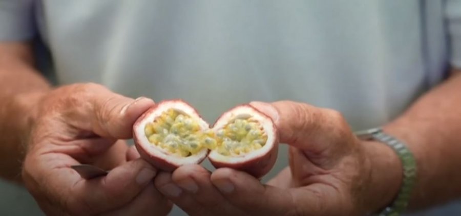 “Kopshti i Edenit”: Shqipëria ia mësyn kultivimit të frutave ekzotike