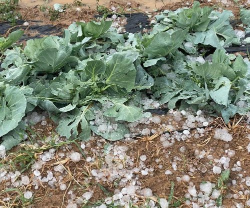 Breshëri dëmton të mbjellat në Gaçkë të Ferizajt