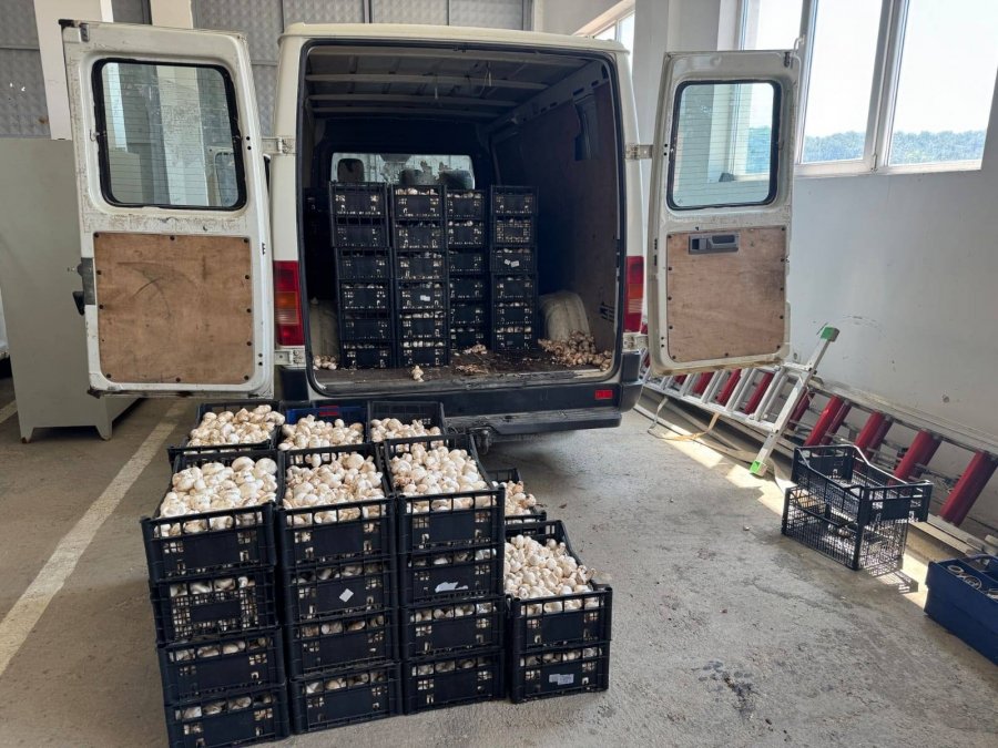 Policia e Kosovës ndalon kontrabandimin e 910 kilogramëve kërpurdhash në Karaqevë