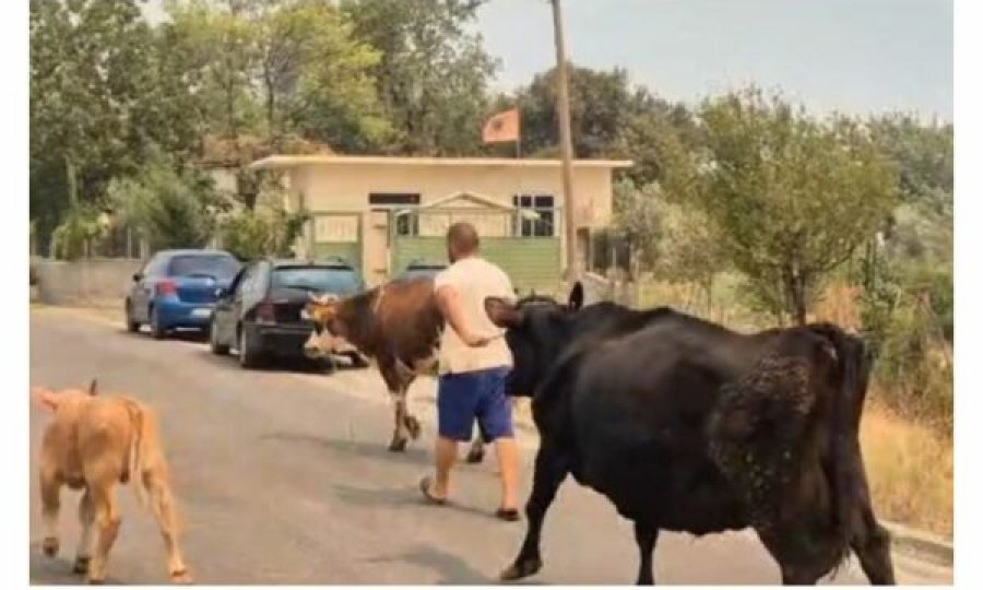 Banorët në Gramsh marrin lopët dhe bagëtitë t’i shpëtojnë nga zjarret