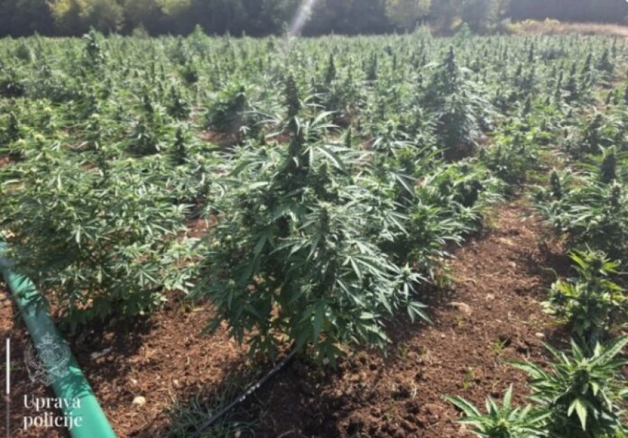 Policia e Malit të Zi zbulon plantacionin më të madh të marijuanës me mbi 13 mijë fidanë