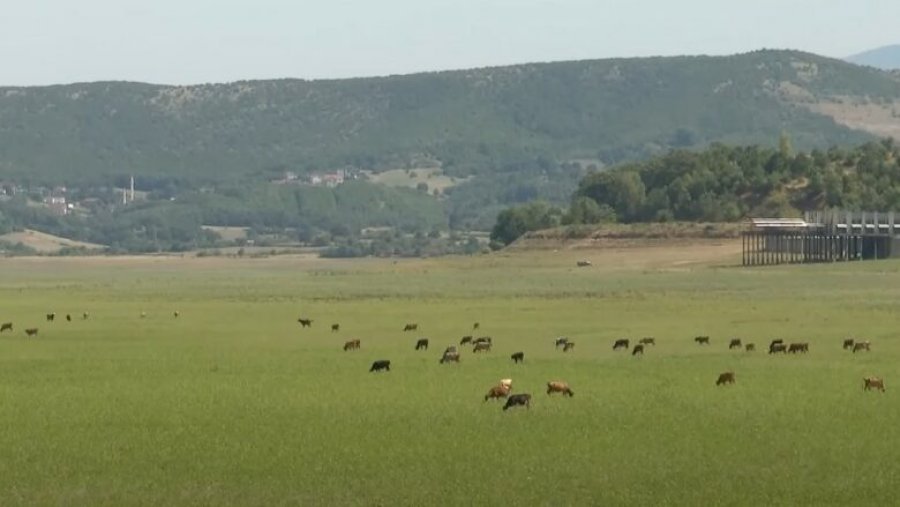 Liqeni i Vërmicës shndërrohet në luginë ku kullosin bagëtitë, ankohen bizneset e zonës