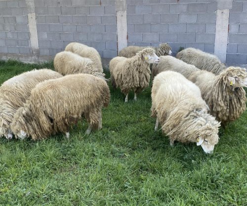 Delja autoktone Bardhokë, trashëgimi shekullore e mbarështimit në Pejë
