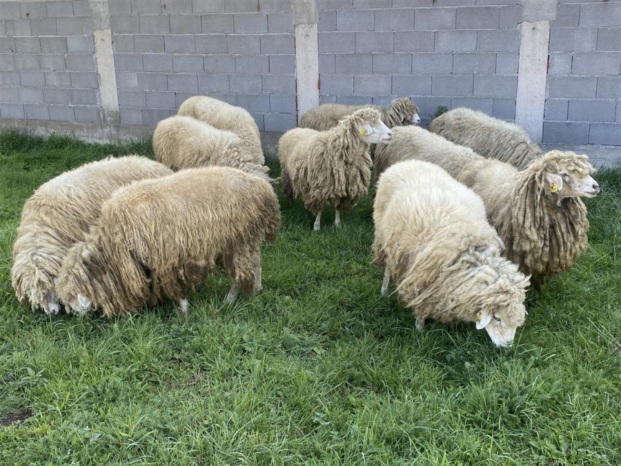 Delja autoktone Bardhokë, trashëgimi shekullore e mbarështimit në Pejë