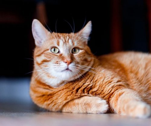 Barnat për humbje peshe, të disponueshme edhe për kafshët shtëpiake