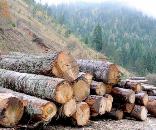 Shitësit e druve: Interesimi i qytetarëve për blerje ka rënë