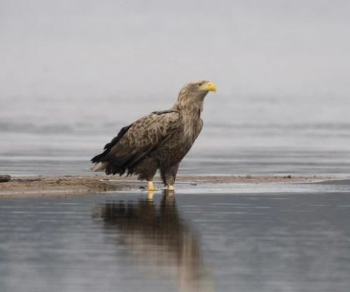 Një shpend i zhdukur po rikthehet në Shqipëri