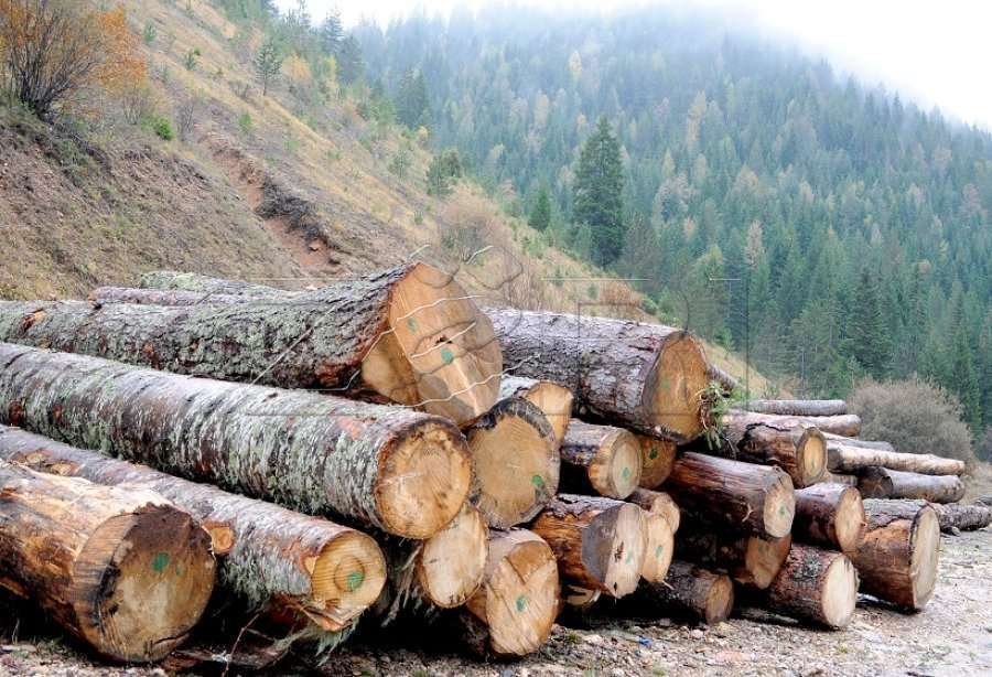 Shitësit e druve: Interesimi i qytetarëve për blerje ka rënë