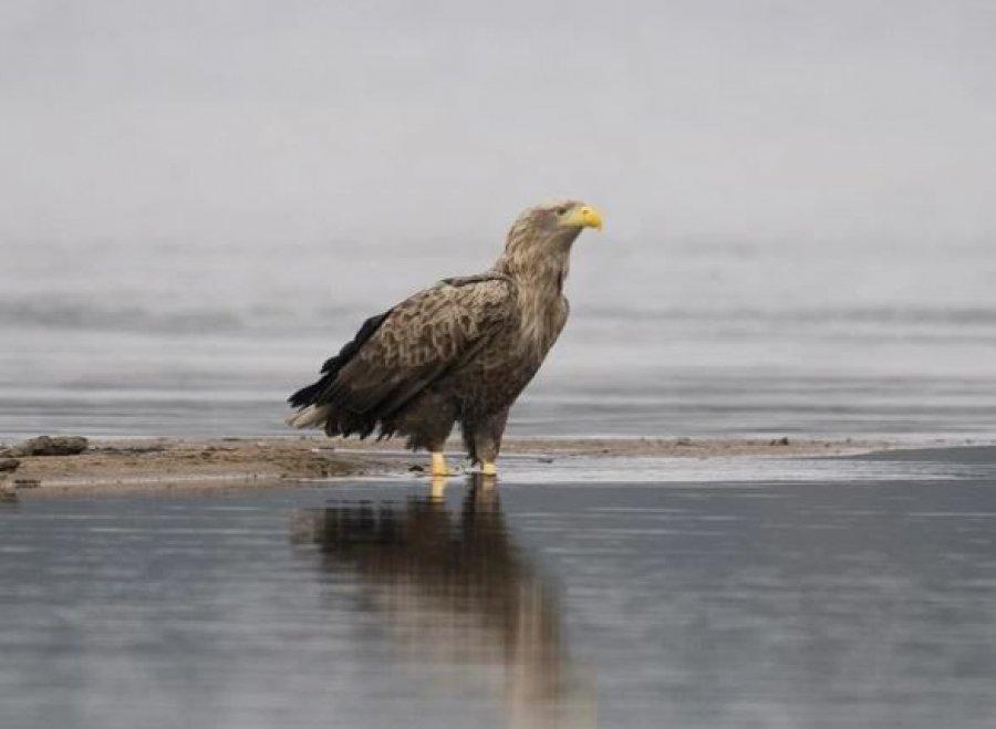 Një shpend i zhdukur po rikthehet në Shqipëri