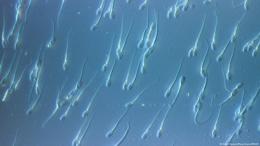 si-u-shpernda-ne-mbare-evropen-nje-gjen-kanceri-i-rralle