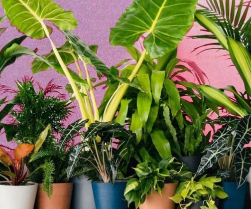 Gjërat që duhet t’i dinë kultivuesit e bimëve për herë të parë