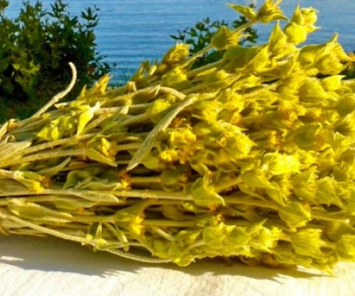 Njihuni me vlerat e fuqishme të çajit shqiptar të malit