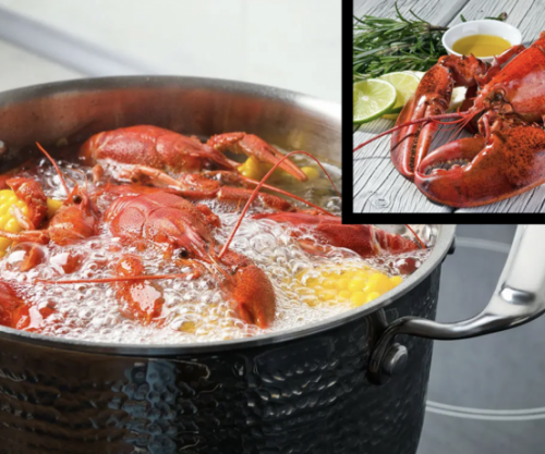 Britani e Madhe: Ndalohet zierja e karavidheve të gjalla si pjesë e masave kundër mizorisë ndaj kafshëve