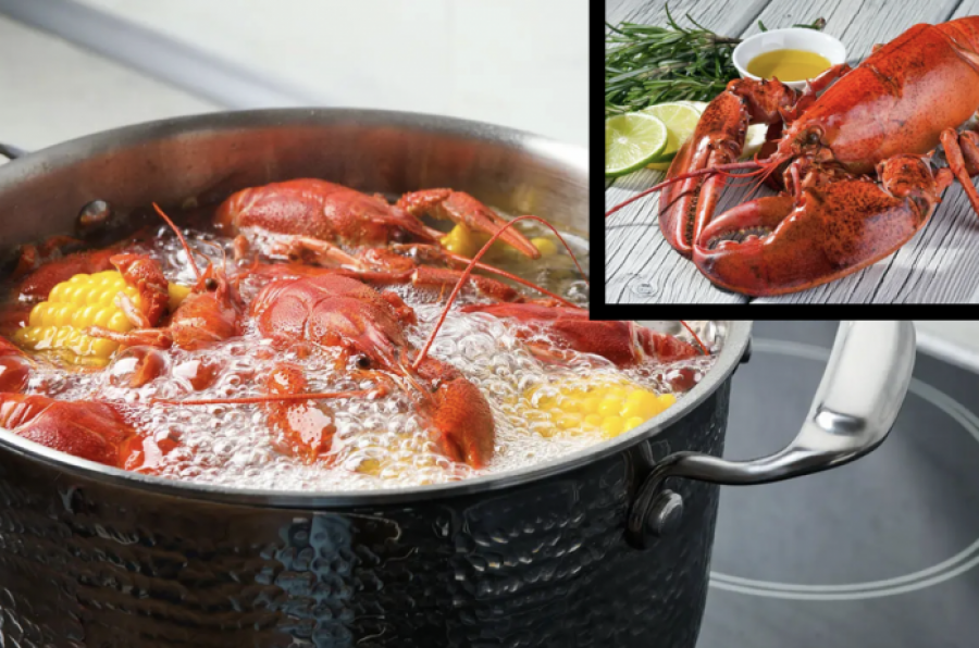 Britani e Madhe: Ndalohet zierja e karavidheve të gjalla si pjesë e masave kundër mizorisë ndaj kafshëve