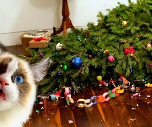 Si ta shpëtoni bredhin e Vitit të Ri nga macja: Dy truke të thjeshta që funksionojnë vërtet