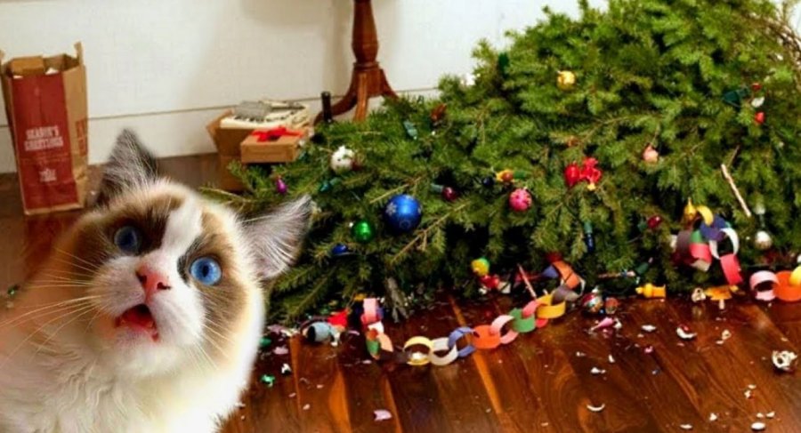 Si ta shpëtoni bredhin e Vitit të Ri nga macja: Dy truke të thjeshta që funksionojnë vërtet