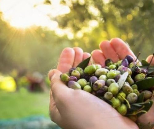 Pesë arsye pse duhet të hani sa më shumë ullinj