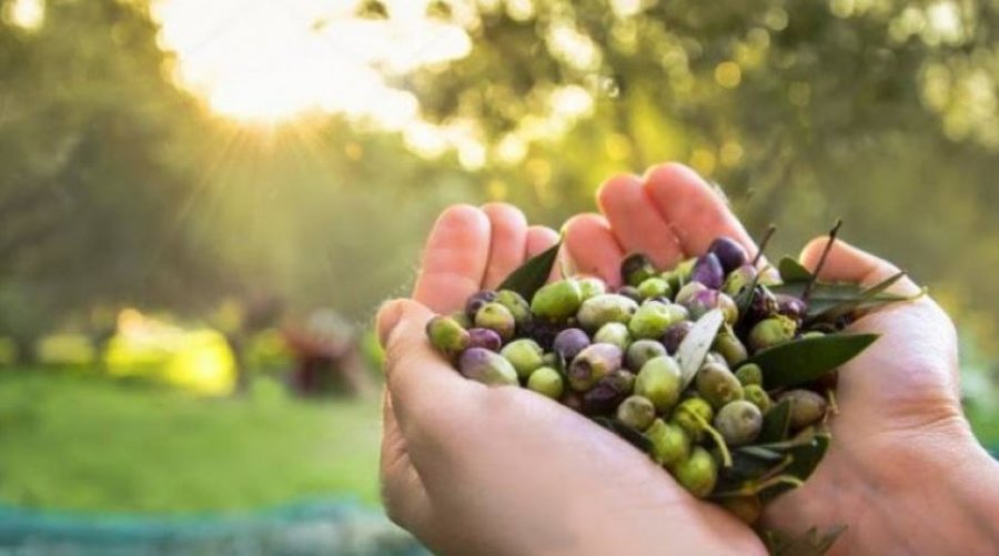 Pesë arsye pse duhet të hani sa më shumë ullinj