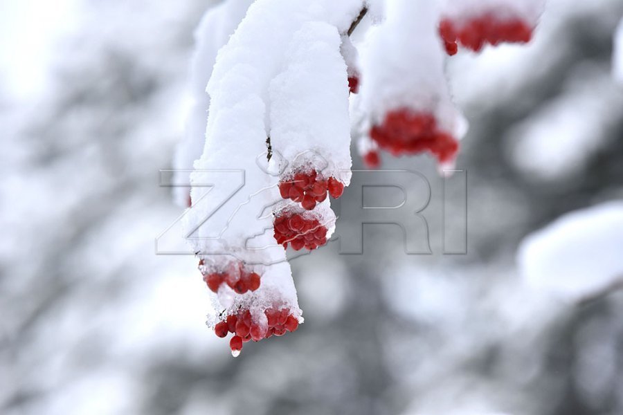 E mërkurë me borë të lehtë e acar, temperaturat deri në -8 gradë