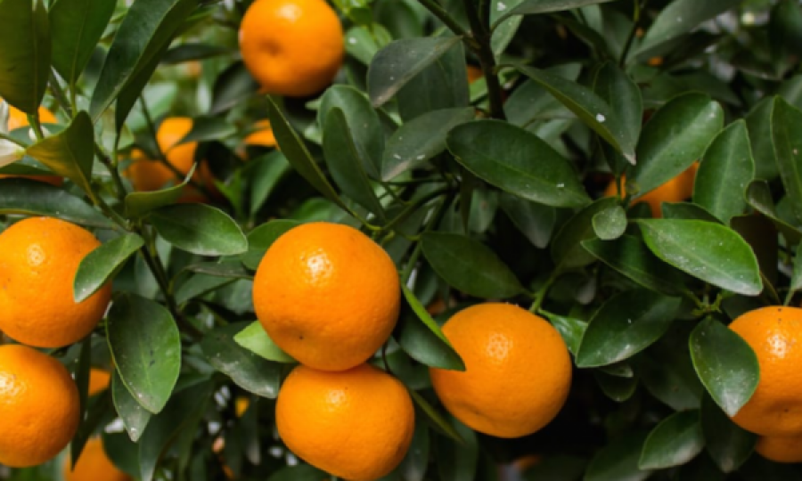 Mandarinat shqiptare me pesticide, Vuksani: Nga BE-ja janë gjetur substanca të ndaluara, shkaktojnë dëme 