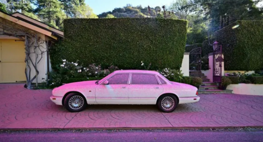 Pluhuri rozë, shpresa e re në përballjen me zjarret në California