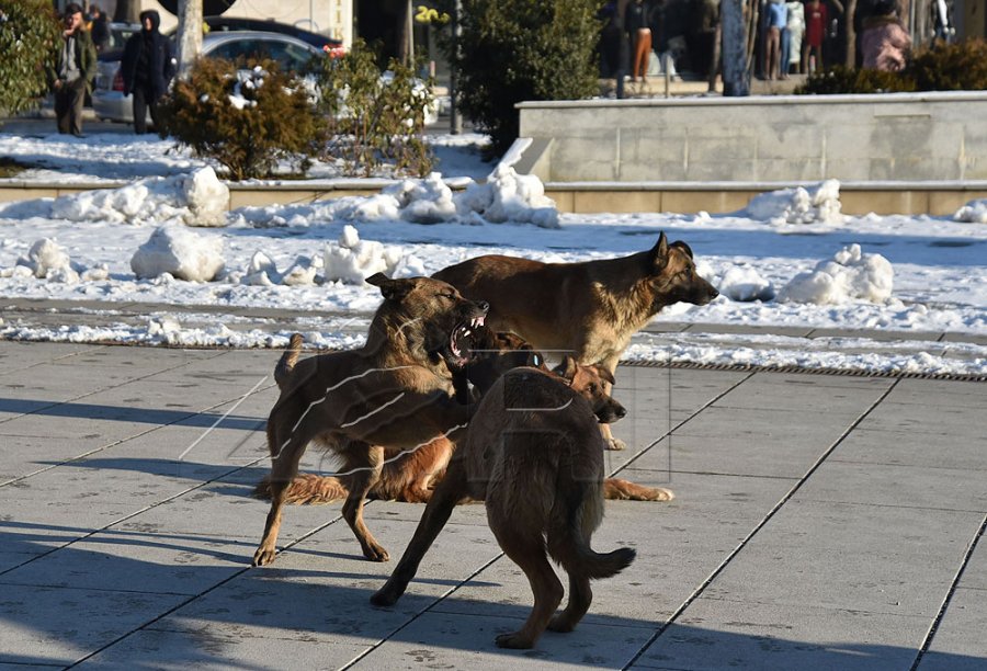 Policia jep detaje shtesë: Katër fëmijë u sulmuan nga qeni në Shirokë, u arrestua pronari