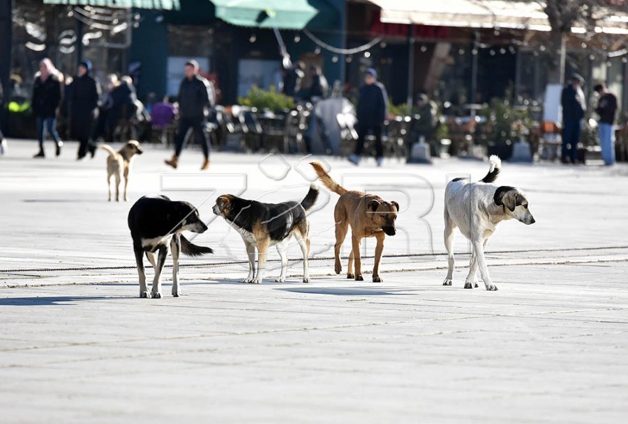 Një nxënës sulmohet nga qeni brenda shkollës në Suharekë
