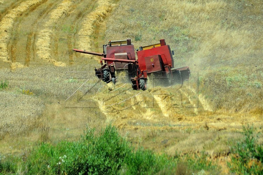 Fermerët ankohen për çmimin me të cilin u duhet ta shesin grurin