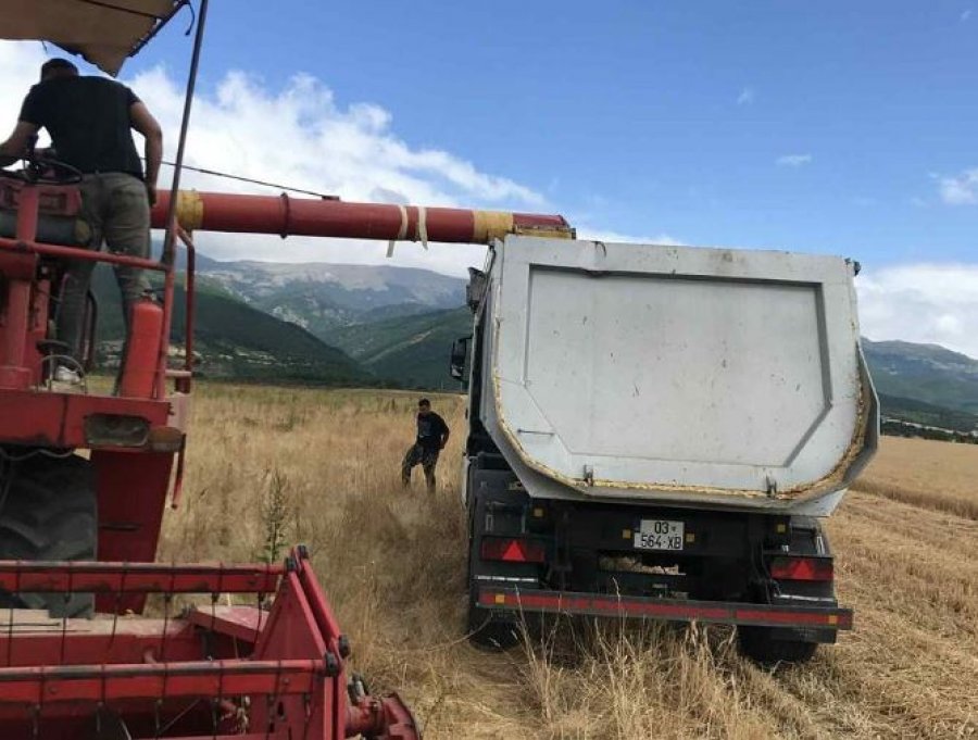 Të burgosurit e Dubravës përmbyllin me sukses korrjen e grurit, e kultivuan vetë