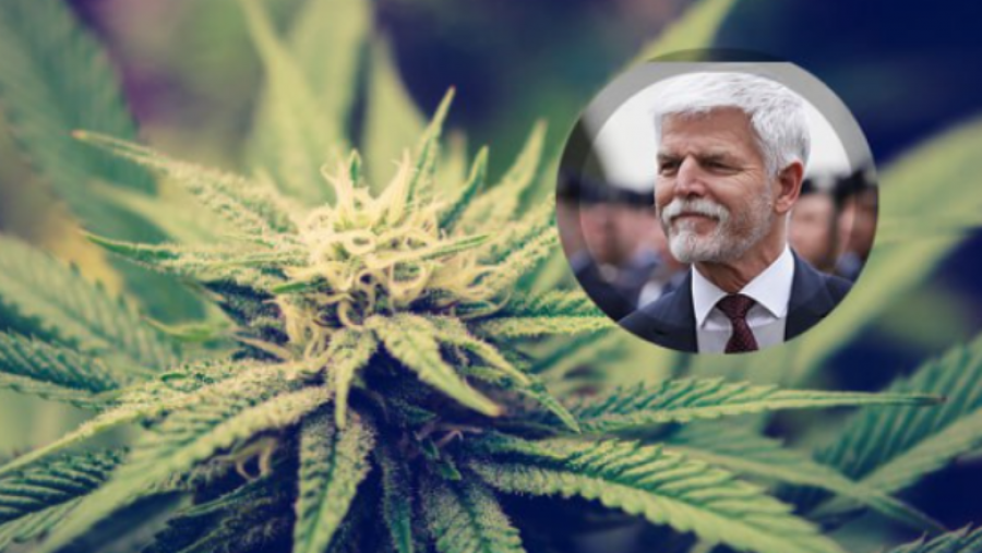 Çekia legalizon marihuanën, lejohet kultivimi në shtëpi!
