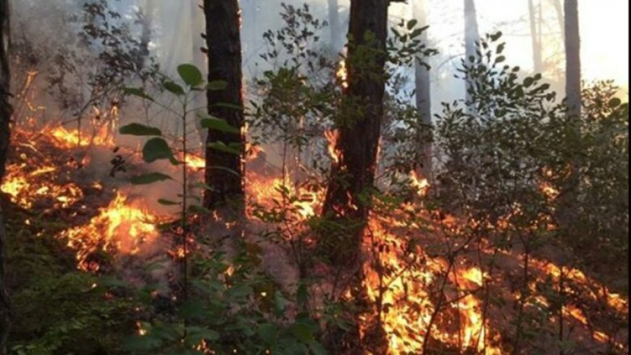 Temperaturat e larta dhe erëra të forta, rëndohet situata me zjarret