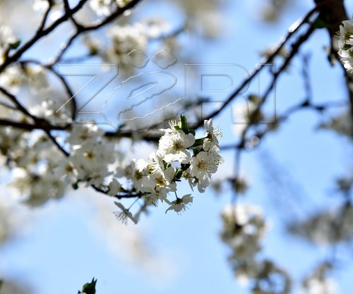  Psikologët: Ditët e para të pranverës rrisin energjinë 