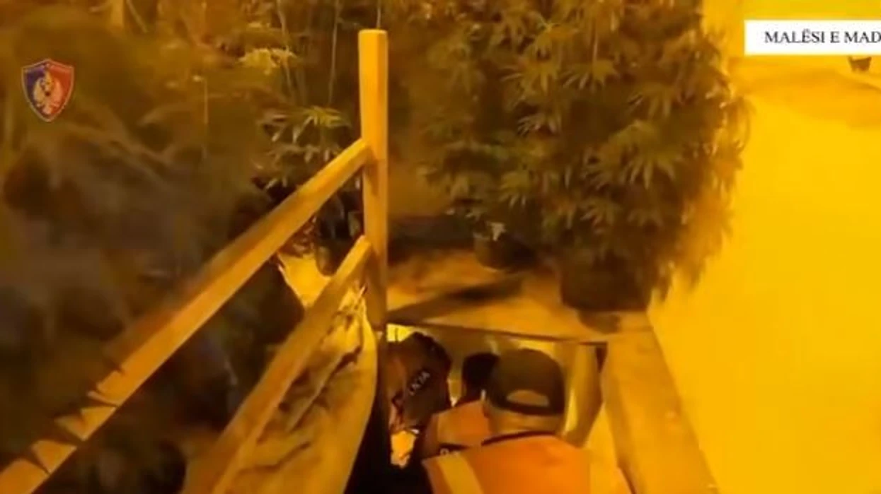 Zbulohet “shtëpi kanabisi” në Shkodër, arrestohen disa persona