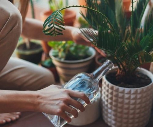 Çfarë ndodh nëse i ujitni bimët me qumësht apo ujë me sheqer