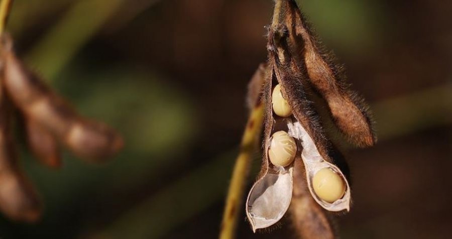 Kina pezullon kontrollet e eksportit mbi burimet strategjike  rifillon importet e sojës dhe trungjeve nga SHBA