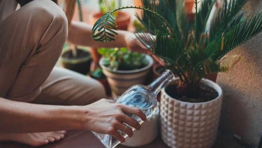 Çfarë ndodh nëse i ujitni bimët me qumësht apo ujë me sheqer