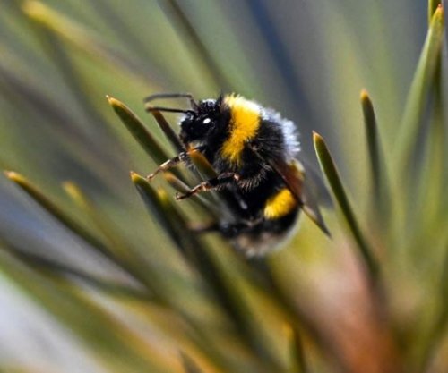 Bletët mësojnë të lexojnë kodin e dritës në studimin e inteligjencës së insekteve