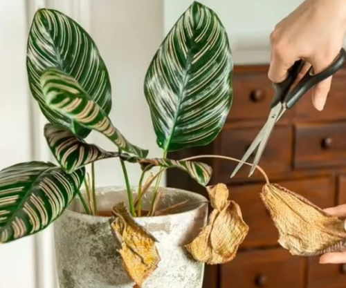 Bimët e dhomës fillojnë të thahen sapo ta ndizni ngrohjen