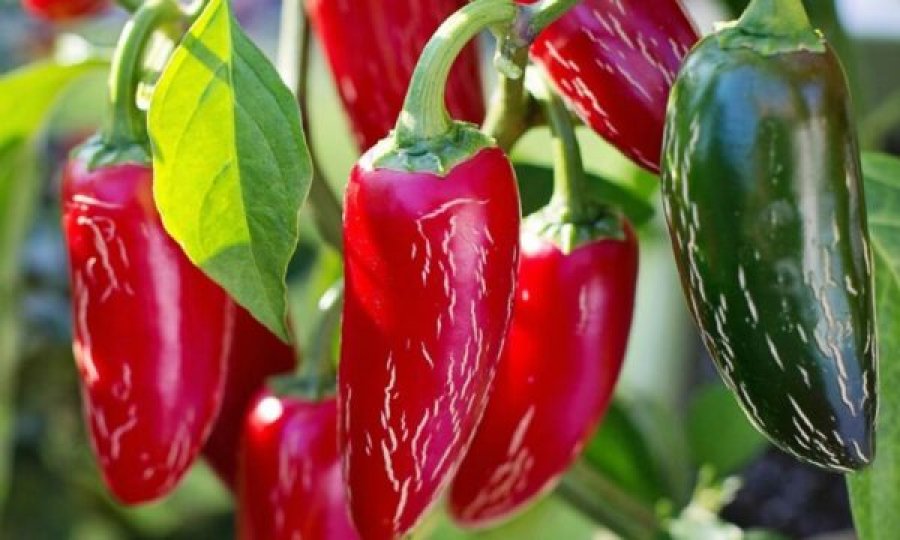 Rezultuan me pesticide, Kroacia bllokon një sasi specash djegës nga Shqipëria