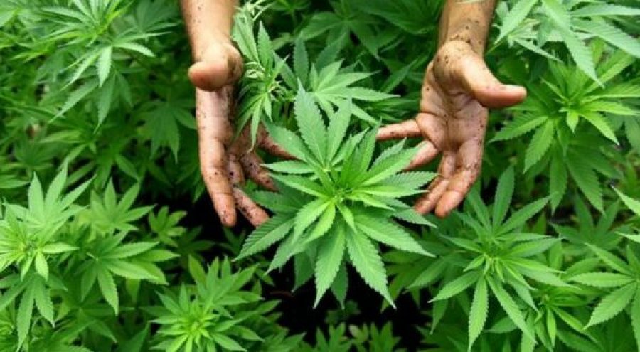 Spanja legalizon përdorimin e kanabisit për qëllime mjekësore